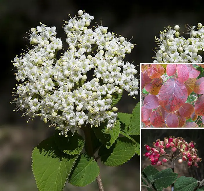 lantana planta