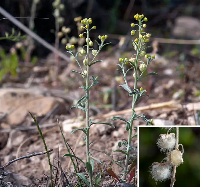 cabeza de mosca pelosa