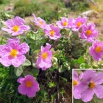 12 plantas del Parque Natural Sierras de Cazorla, Segura y Las Villas para conocer mes a mes