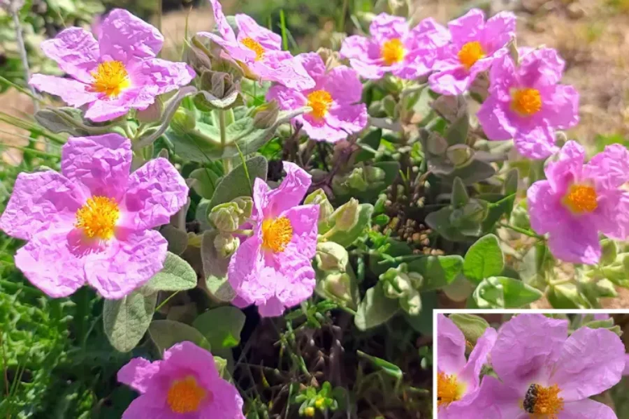 12 plantas del Parque Natural Sierras de Cazorla, Segura y Las Villas para conocer mes a mes