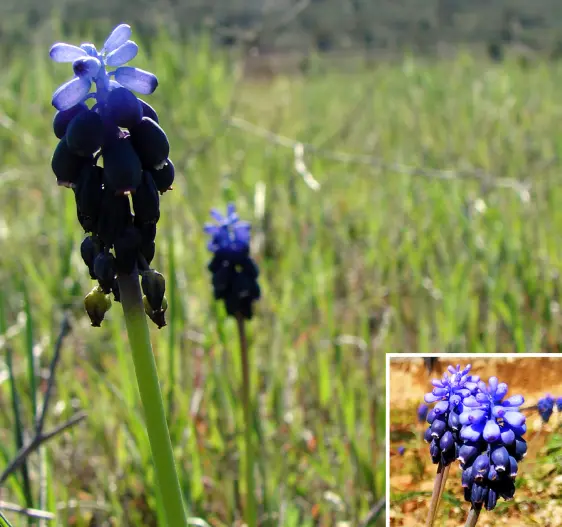 nazarenos en Jaén